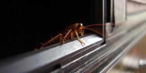 Чому таргани такі невбивні? Секрет живучості шкідників (5 фото)