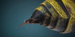 У чому різниця «укусу» бджоли та оси? (6 фото)