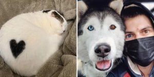 17 times nature was on a roll when creating pets (18 photos)