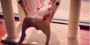 Животные любят и умеют отдыхать (16 фото)