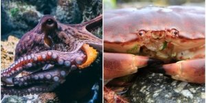 В Британии осьминогов и крабов признали разумными (5 фото)