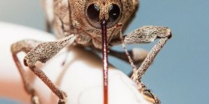 Горіховий довгоносик: Комаха в масці чумного лікаря. Цей шкідник знищує до 80% врожаю жолудів.