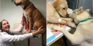 14 забавных случаев, которые могли произойти только в кабинете ветеринара (15 фото)