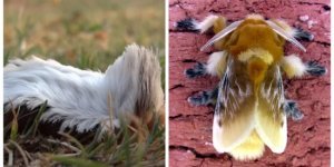 Flannel - a beautiful and dangerous fur beauty (6 photos + 2 videos)