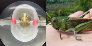 Ученые из MIT: саранча может заменить онколога человеку (5 фото)