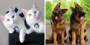 16 снимков  питомцев, которые так похожи друг на друга,  что у их хозяев явно двоится в глазах (17 фото)