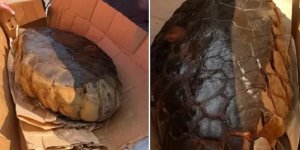 Удивительные находки, которые трудно объяснить (8 фото)