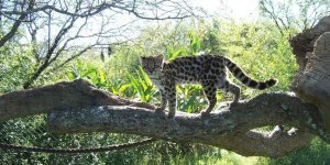 Margay: This cat lives in the treetops and hunts monkeys. Her climbing and parkour abilities are phenomenal! (9 photos)