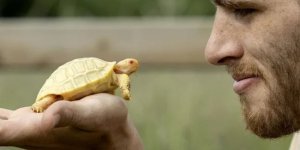 A white baby turtle was born - the first of its kind (6 photos)