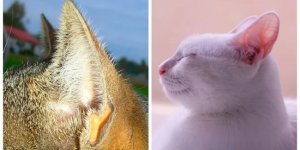 Зачем природа снабдила кошек карманами на ушах? (6 фото)