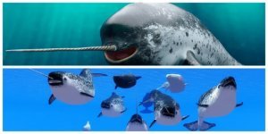 Dangerous, but not practical: why did nature endow the narwhal with a specific horn? (6 photos)