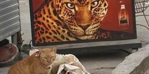 Цікаві фотографії (24 фото)