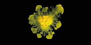 Wonder of nature: a blob that can solve puzzles and has 720 genders (11 photos + 2 videos)