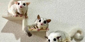 15 чарівних сумчастих летяг (15 фото)