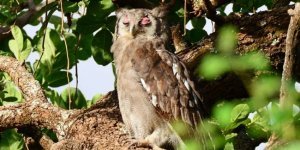 Бледный  филин: Эта птица — повод поверить в сверхъестественное!  Несколько причин, почему сова похожа на привидение (8 фото)