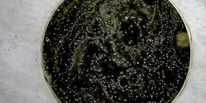 Эстетика плесени: крутые снимки забытых продуктов (13 фото)