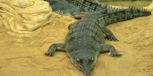 Гавіал: крокодил зі смішним органом на носі (8 фото)