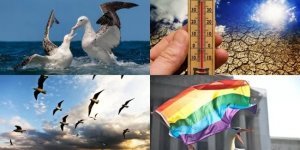 Превратности природы: глобальное потепление сделало альбатросов любителями бара «Голубая устрица» (11 фото)