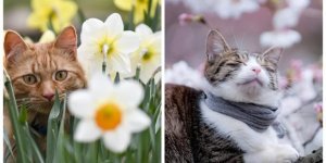 Весенние котики (25 фото)