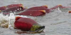 How and why do fish migrate? (6 photos)