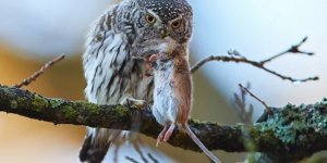 Совы и совята (20 фото)