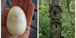 Світ не перестає дивувати нас, і тому докази (28 фото)