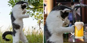 Кот в боевой стойке стал героем битвы фотошоперов (14 фото)