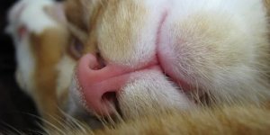 Interesting facts about cats (16 photos)