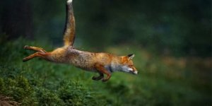 Фантастические твари: Милые животные способны навредить целым континентам. Почему в этом виноваты люди?  (8 фото)