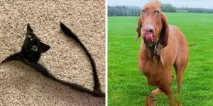 Panoramic photos can turn adorable pets into unknown animals (16 photos)