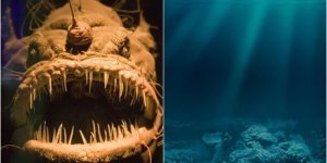 Самые уродливые и жуткие обитатели океана (13 фото)