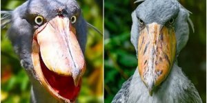 Китоглав: необычная птица с гигантским клювом (12 фото + 1 видео)