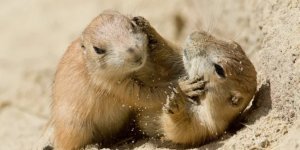 Луговые собачки: Кровожадные травоядные. Почему эти звери прославились жестокостью к своим и чужим? (8 фото)