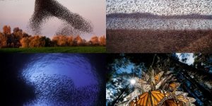 Плоды эволюции, которые больше похожи на фотошоп: мурмурация и другие примеры коллективного движения (16 фото)