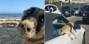 18 Imperfect Dog Photos That Make You Smile (19 Photos)