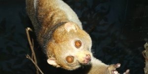 Потто: «Пальцы фрезеровщика» и шипы на шее. Редкий примат с особыми способностями (8 фото)