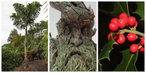 Where to put your little mind? Examples of plants demonstrating a kind of intelligence and adaptive abilities (8 photos)