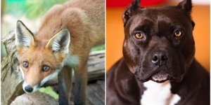 20+ животных, которые не заслужили плохой репутации - и достойны внимания (30 фото)