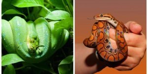 25 interesting facts about snakes (26 photos)