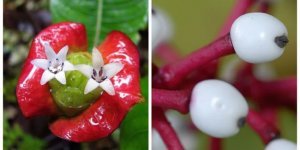 Plants and mushrooms that are partly like us (10 photos)