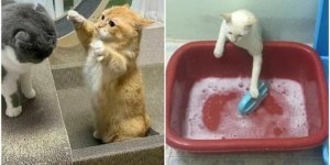 20+ уморительных кадров с нашими любимыми котейками (30 фото)