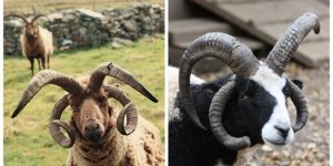 Рогатик в квадрате: зачем святые бараны обзавелись сразу двумя парами рогов? (6 фото)