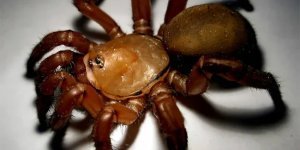 Африканский  паук-каменщик: Плетёт из паутины целую нору, которая превращается  в капкан смерти для проходящих мимо существ (8 фото)