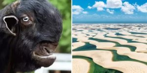 15 fascinating photos of interesting rarities (15 photos + 1 video)