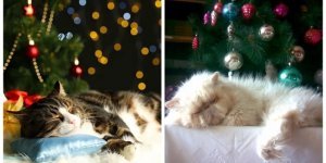 Fluffy pre-holiday dreams of furry ones (26 photos)