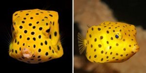 13 most dangerous species of fish that are the real villains of the underwater world (14 photos)