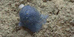 Mysterious “blue slime” at the bottom of the sea has scientists baffled (5 photos)