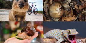 Ковокнутые на всю голову: необычные животные для жизни рядом (23 фото)