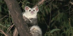 Черепаха мата-мата, нанохамелеон, шоколадная лягушка и еще 7 новых видов, обнаруженных недавно (11 фото)