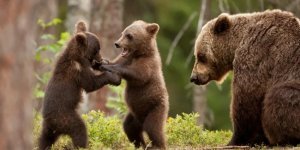 Почему медвежата всегда играют в полной тишине? (4 фото)